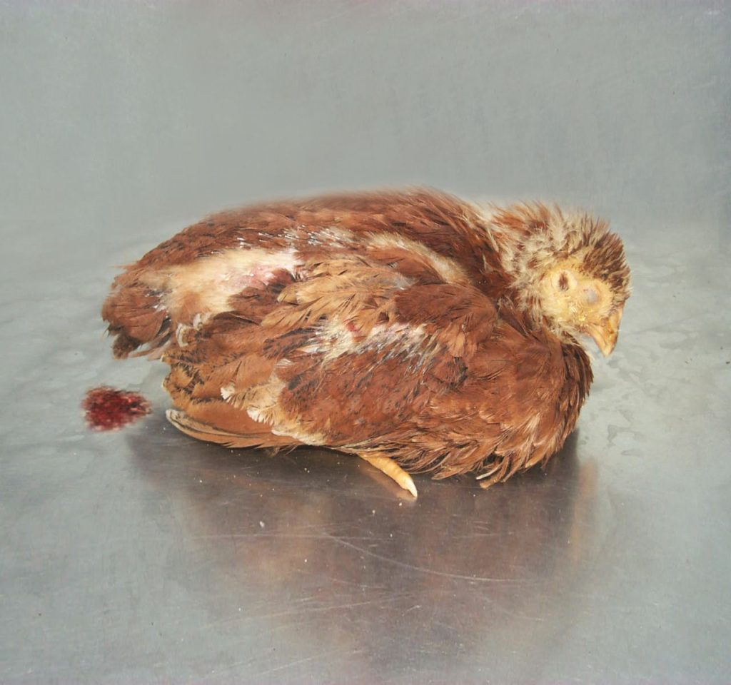 Bệnh cầu trùng