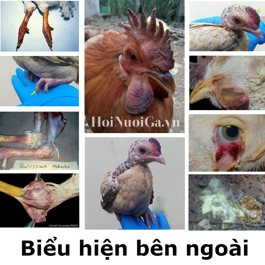 Cúm gia cầm