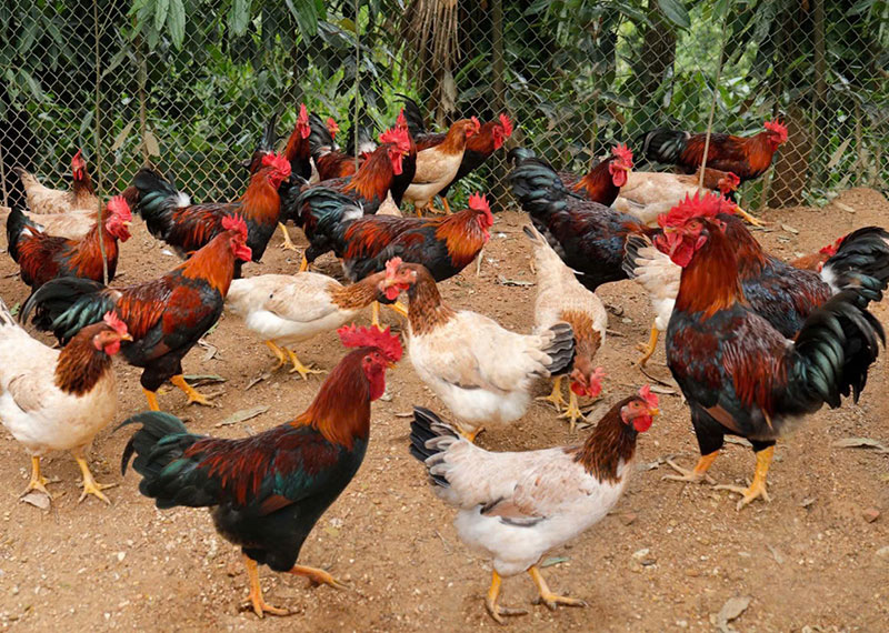 Gà ta thả vườn