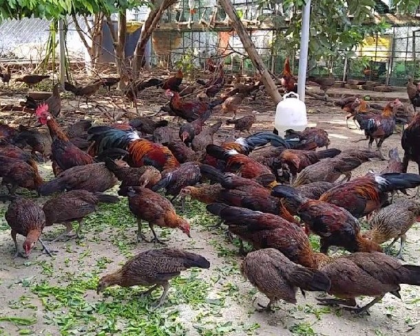 Gà thả vườn