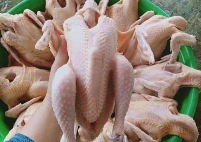 Giá gà công nghiệp